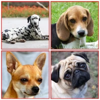 Guess The Dog Breed Game