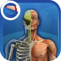 The Human Body