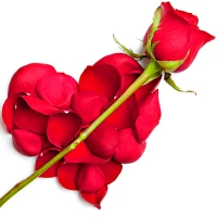 WASticker - Love Flowers