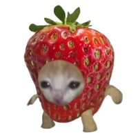 Stickers Cats - WASticker