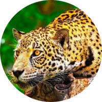 BBC Earth HD (Unofficial)