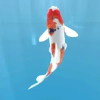 Koi - Aquarium