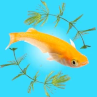Medaka Aquarium Breeder