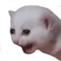 Cat Stickers for WAStickers