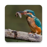 Birds Of Europe Guide